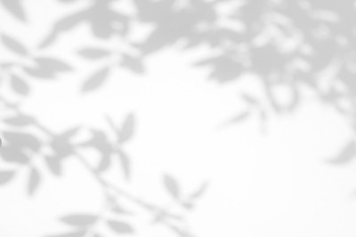 白墙上野玫瑰叶和花的灰色阴影