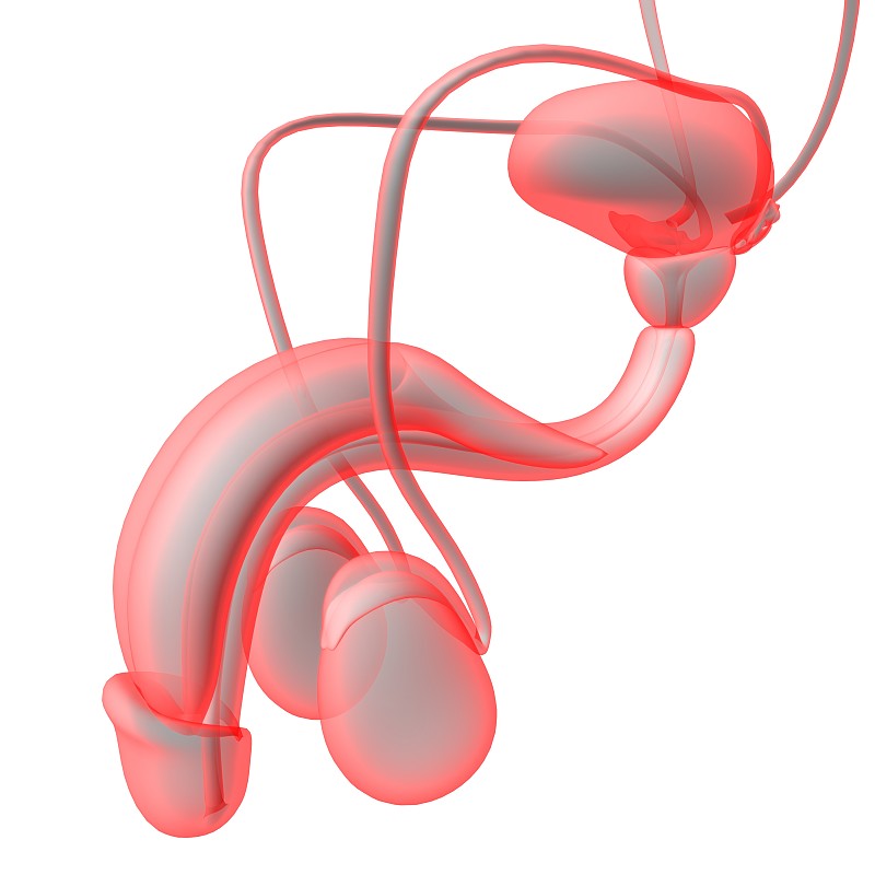 用于医学概念3D渲染的男性生殖系统解剖学