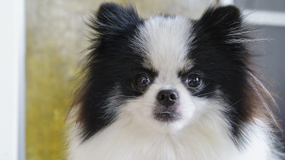 波美拉尼亚的狗。一只正在观察的博美犬。