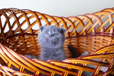 这只猫是一只英国猫(苏格兰猫)。