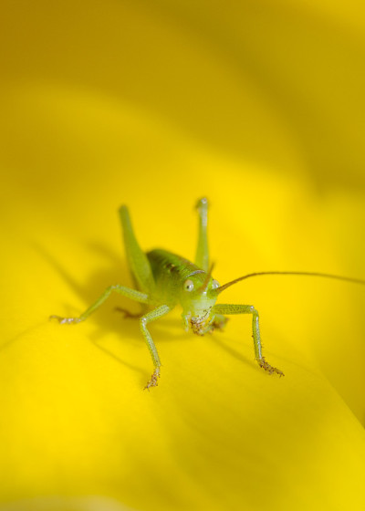 蚱蜢
