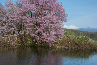 池塘边的樱花盛开