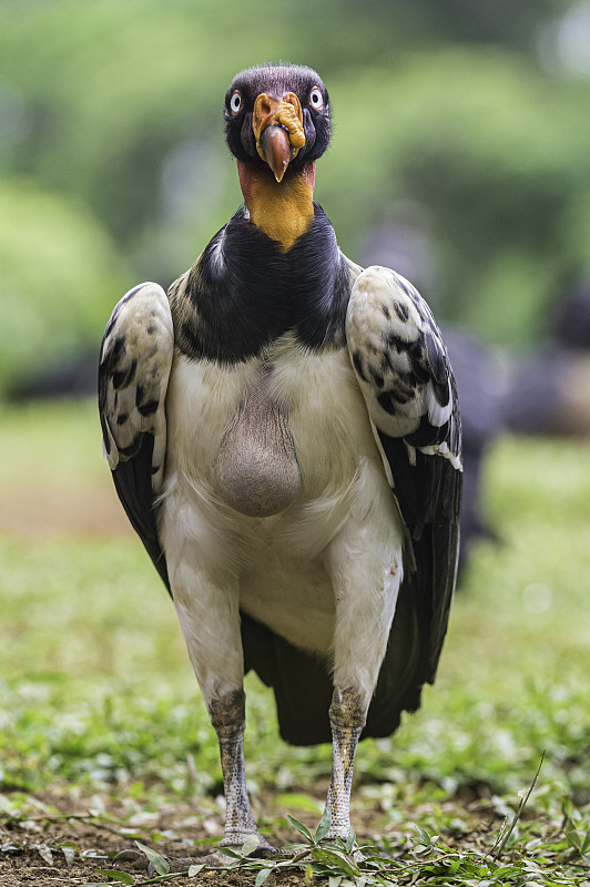 国王秃鹰(Sarcoramphus papa)是在哥斯达黎加的森林中发现的一种大鸟