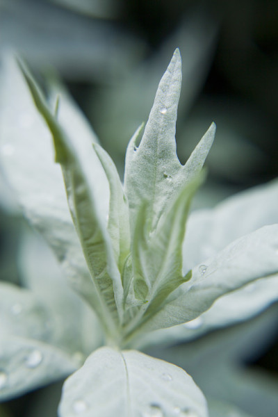 西方艾蒿，黄花蒿，黄花蒿可以是灌木，多年生或一年生植物，常绿或落叶，通常呈灰色，芳香，叶子常裂。
