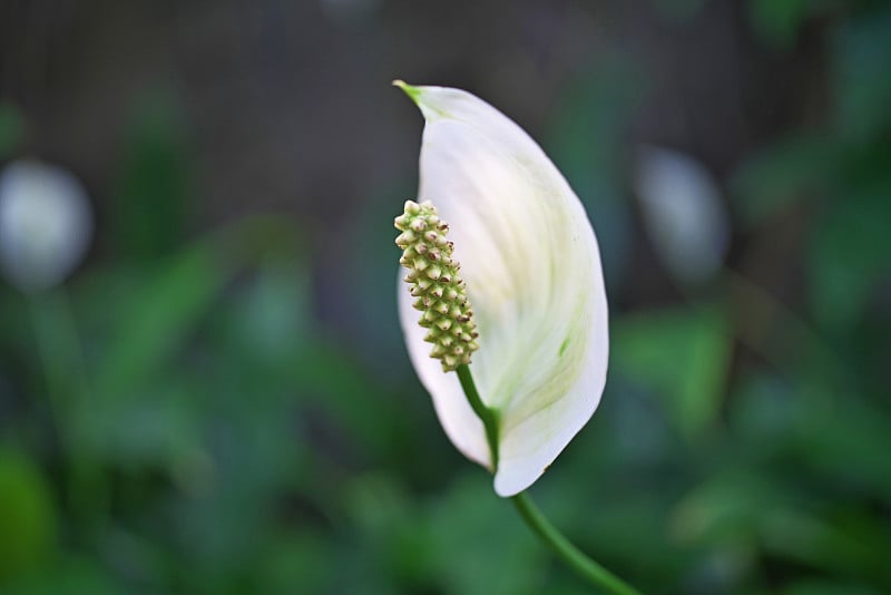 Spathiphyllum