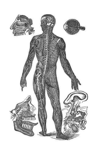 古董插图-脑-脊髓-脊神经-坐骨神经-嗅觉神经-味觉神经-听觉神经