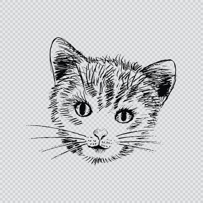 猫的头