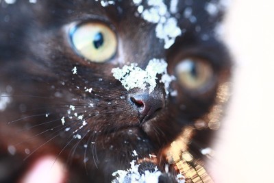 雪中的小猫