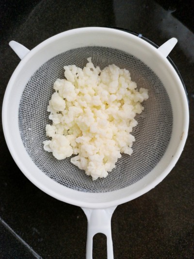 西藏开菲尔乳菇