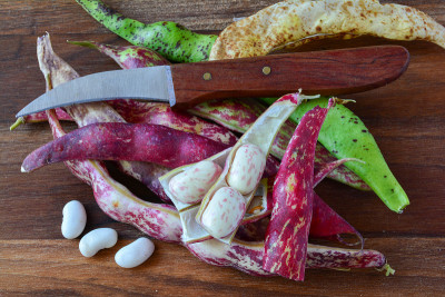 豆荚和小红豆粒