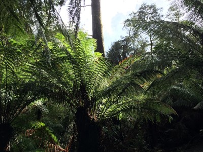 Maits Rest Rainforest Walk