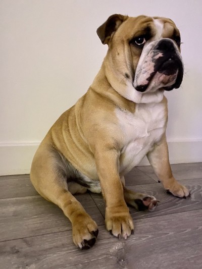 斯坦利斗牛犬肖像
