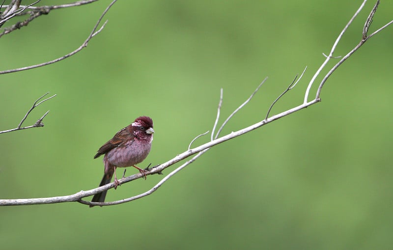 夏普的玫瑰芬奇，Carpodacus verreauxii