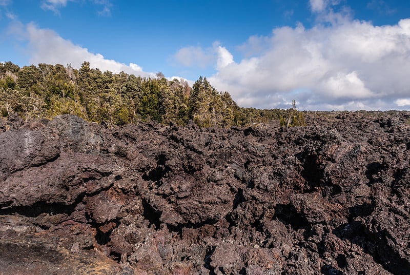 1961年，美国夏威夷基拉尤亚火山的熔岩带绿树。