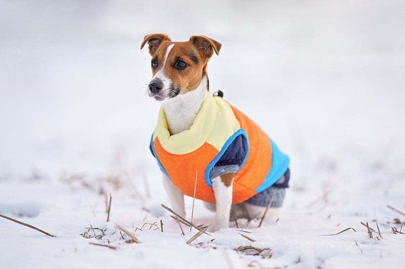 Small Jack Russell terrier dog in bright orange ye