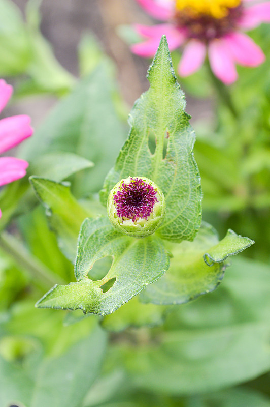 芽zinnia花