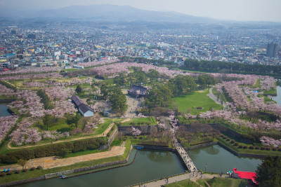 春天，从日本北海道博馆五楼塔眺望五楼楼护城河边的樱花树。