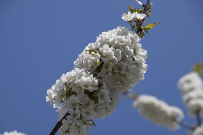 樱花。树枝上的樱花