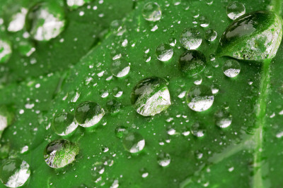雨滴落在树叶上