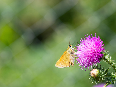 大蝴蝶(Ochlodes sylvanus)
