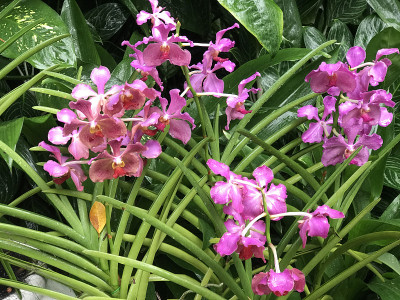 vandausha Narayanan杂交兰花