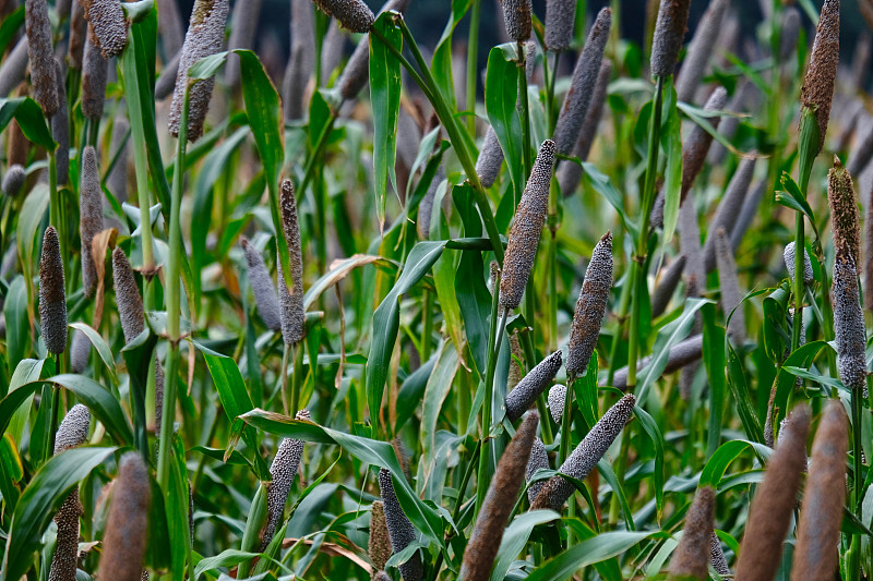 小米种植，印度马哈拉施特拉邦