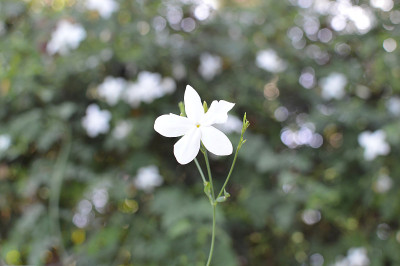 白色的茉莉花