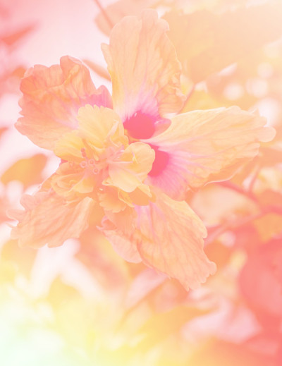 花背景与柔和的颜色