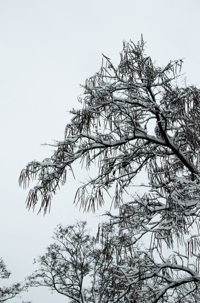 冬天公园里的雪茄树