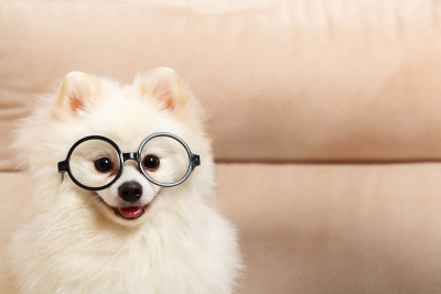 可爱的白色博美犬戴着眼镜。