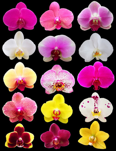 兰花的花