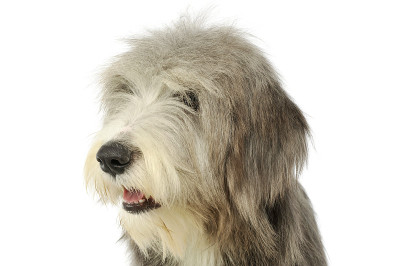 可爱的长胡子牧羊犬的肖像
