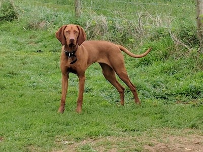 匈牙利Vizsla工作犬