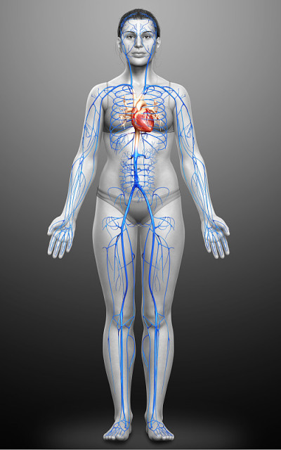 3d渲染医学上准确的女性静脉解剖的插图