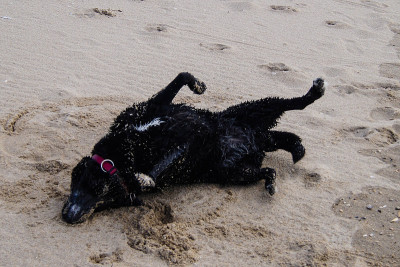 海滩上的拉布拉多寻回犬