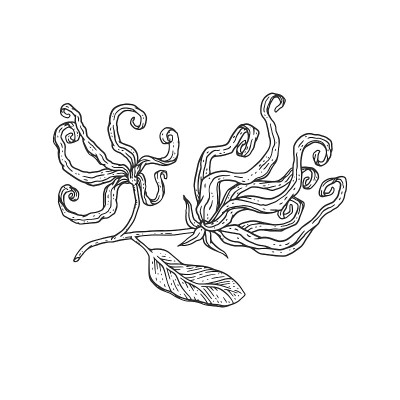 依兰盛开的花朵手绘雕刻矢量插图孤立。