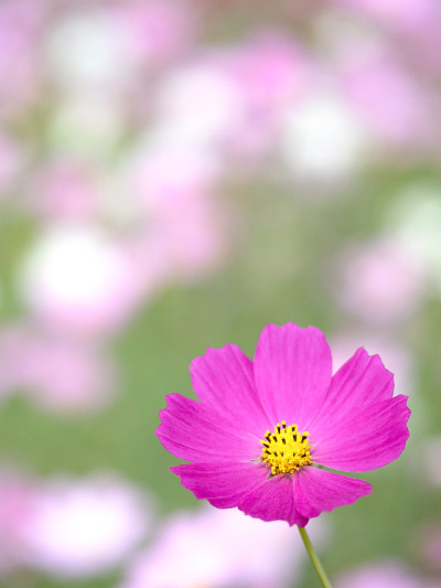 宇宙的花