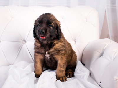 白色沙发上的小狗Leonberger