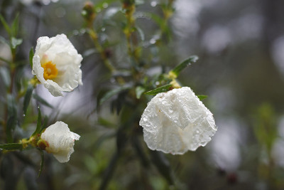 乡村里的花被四月的雨打湿了