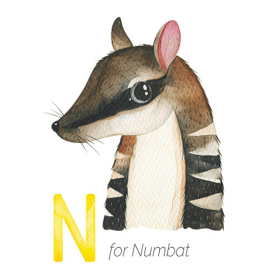 可爱的Numbat N字母。