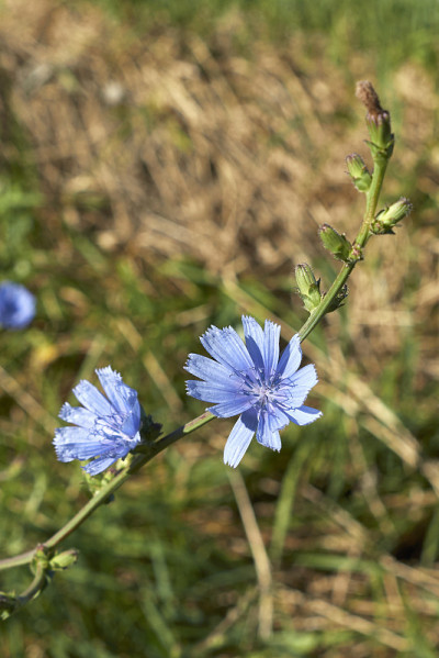 Cichorium Intybus
