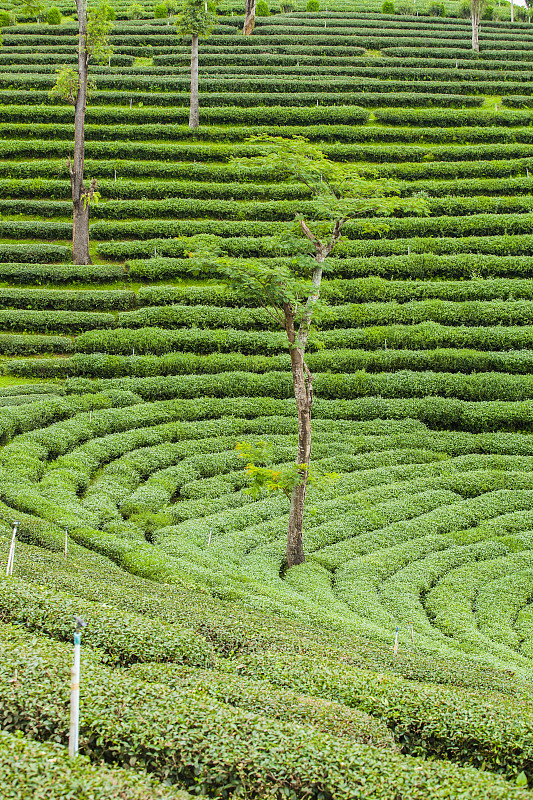泰国的茶园。