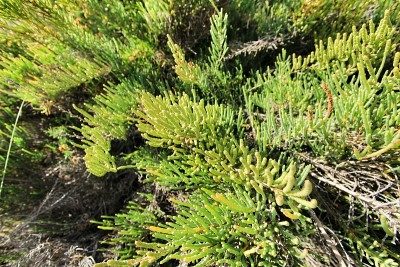 位于Vinalopo河自然区域的植物