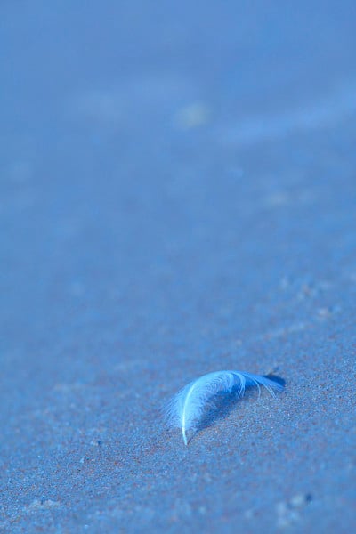 桑迪海鸥的羽毛