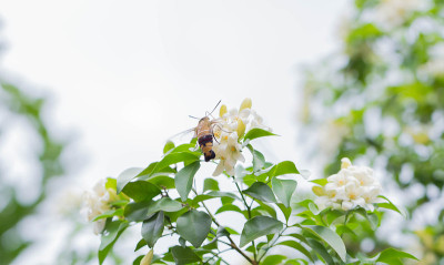 橙色茉莉香水