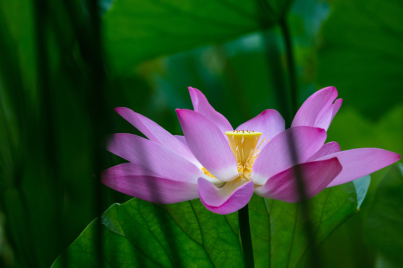 神圣的荷花