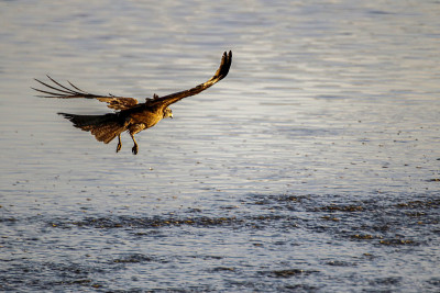 黑鸢(milvus migrans)在国家公园Doñana。