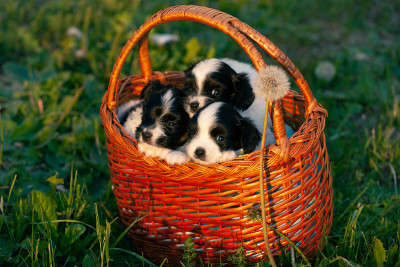 小蝶耳犬坐在编织的篮子里