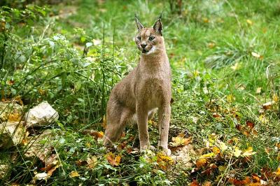 野猫，野猫，成年野猫站在草地上