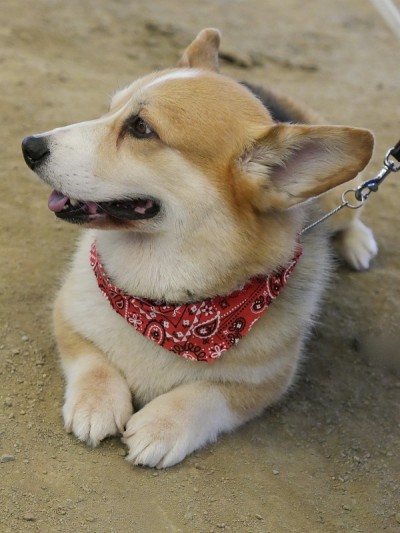 彭布罗克威尔士科基犬
